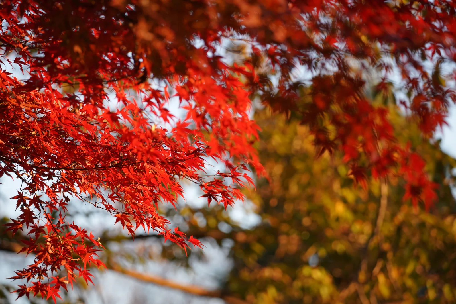 秋の紅葉ロケーション